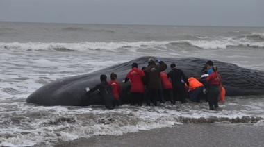 Una ballena quedó varada entre Santa Clara y Camet Norte