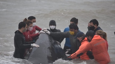 Un cachalote de unos 15 metros murió varado en una playa de Santa Clara del Mar