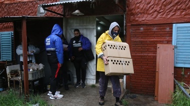 Despliegan operativo de protección animal para liberar a gallos de riña secuestrados en Romero
