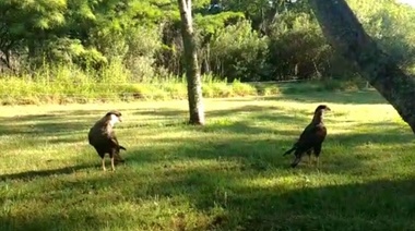 Animales autóctonos rescatados, regresaron a su entorno natural