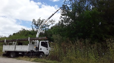 El inusual viento de ayer en La Plata derribó más de 200 árboles e infinidades de ramas sobre tendido eléctrico
