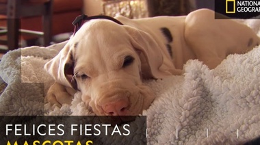 La cuarta edición de "Felices fiestas, mascotas" llega a la pantalla de National Geographic