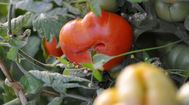 Con una impronta diferente, llega la Feria del Tomate Platense