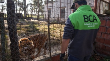 Ambiente rescató un tigre de bengala y una leona tras un allanamiento en Santa Fe