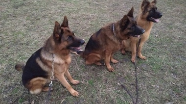 Tenencia responsable: refuerzan la vacunación antirrábica de mascotas en barrios de La Plata