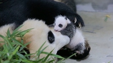 Un fósil de un panda gigante que data de hace más de 100 mil años fue descubierto en China