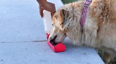 Ante las altas temperaturas en La Plata, brindan consejos para el cuidado de las mascotas
