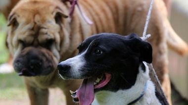 Nueva jornada de vacunación veterinaria y desparasitación gratuita en El Peligro