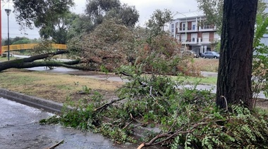 Calles anegadas, caída de árboles y cortes de luz por temporal de lluvia y viento en Bahía Blanca