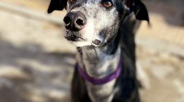 “Digan Guau”: una muestra de fotos para adoptar perros en tránsito
