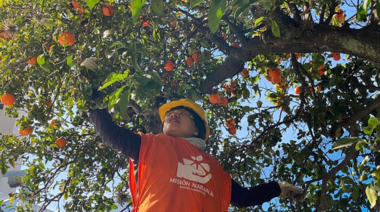 El Banco Alimentario cosechó cuatro toneladas de naranjas del centro platense