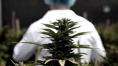 Argentina cuenta con dos leyes para regular cannabis medicinal y una empresa de Cannabis Conicet