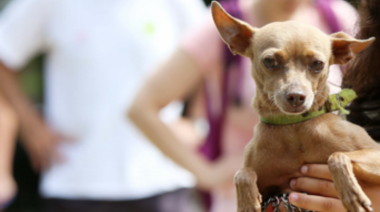 Vacunación veterinaria: el móvil itinerante del Municipio llega a Colonia Urquiza y Villa Castells