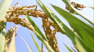Exportaciones de arroz de Paraguay suben 23,2 por ciento en el primer semestre del año