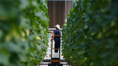 Suben precios de productos agrícolas en China