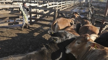 Precios de la hacienda en pie subieron con fuerza durante última semana en el mercado de Cañuelas