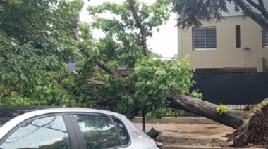 En La Plata hubo más de 500 árboles caídos
