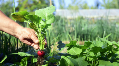 Soberanía alimentaria y productos frescos: abrió la inscripción al curso gratuito de huerta orgánica en La Plata