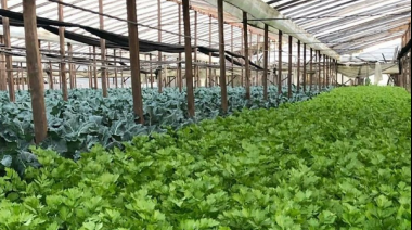 "De la tierra al futuro sostenible: Rosa Mansilla y la producción hortícola en 'En Efecto Mariposa'"