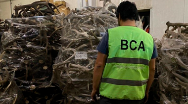 Ambiente incautó cerca de 40 toneladas de astas de ciervo en un allanamiento