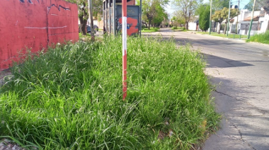 Quejas por pastizales en el sur platense