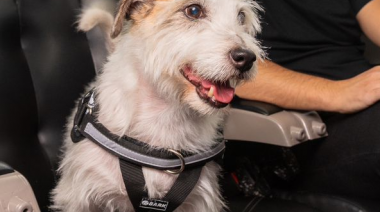 FlechaBus lanza su nuevo servicio de viajes con mascotas: “Familia Ampliada”