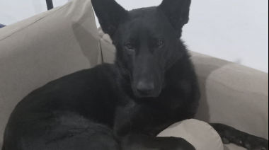 Cómo autogestionar un turno online para viajar con un perro o gato hacia el exterior