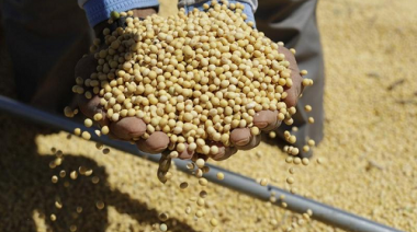 Soja: producciones más sostenibles en el Gran Chaco Argentino