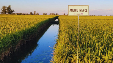 El arroz argentino es reconocido en el mundo por su calidad industrial y culinaria