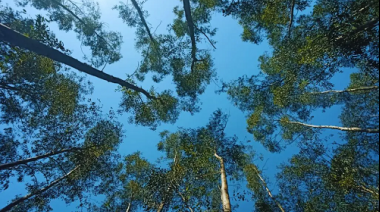 En el NOA, evalúan clones de eucalipto para la producción de madera