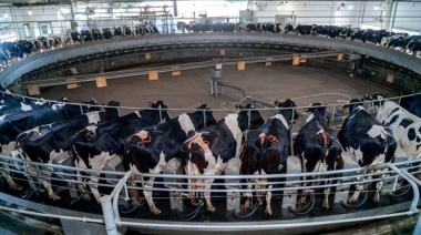 BICE asignó $12.000 millones en Créditos en Litros de Leche a más de 90 productores tamberos