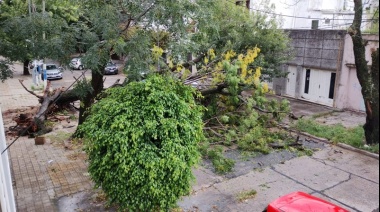 Temporal en La Plata dejó múltiples árboles caídos, incluso dañando autos y viviendas