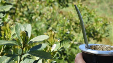 Se eliminan definitivamente las restricciones a la plantación de yerba mate