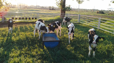 Implementan sistemas de crianza colectiva para mejorar el bienestar animal