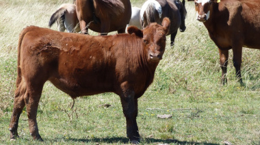 Suba del 10% en la carne: Schiariti apunta a caminos rurales y mal uso de recursos