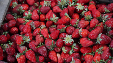 Ofertas en carnes, lácteos y frutas: el Mercado Bonaerense Fijo La Plata actualizó su lista de precios