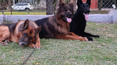 Altas temperaturas en La Plata: recomendaciones para la comunidad y para los peludos de la casa