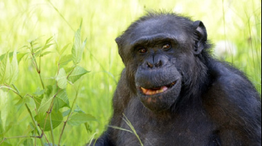 Fallecimiento del chimpancé Tomy en el Bioparque de La Plata