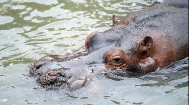 Fallecimiento de Hipólito, el hipopótamo del Bioparque