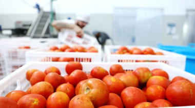 Economía circular: en alianza con productores locales, nace el tomate deshidratado de la UNLP