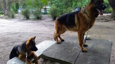 Un proyecto busca crear un fondo de donaciones transparentes para fortalecer el área de Zoonosis en La Plata