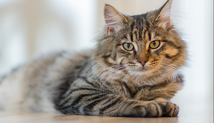 Los vecinos de Olmos y Ringuelet podrán vacunar contra la rabia a perros y gatos de forma gratuita