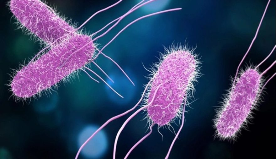 Alerta por casos de salmonella en La Plata: cómo prevenir intoxicaciones alimentarias