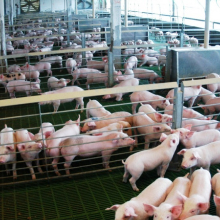 La carne porcina argentina llega por primera vez a Filipinas