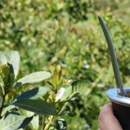 Se eliminan definitivamente las restricciones a la plantación de yerba mate