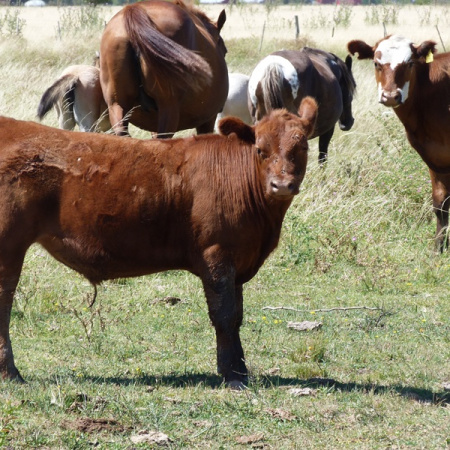 El campo bonaerense, ahogado por el clima y el fisco
