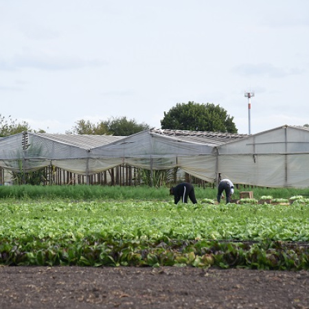 Completaron el Relevamiento Florihortícola Platense 2025