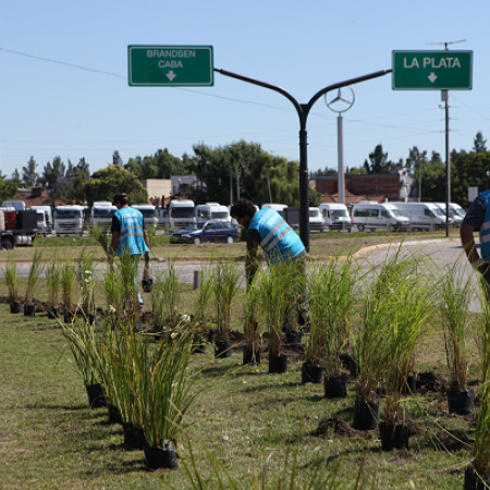 Renuevan la forestación de la rambla de avenida 44 con un nuevo proyecto paisajístico