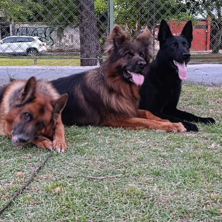 Altas temperaturas en La Plata: recomendaciones para la comunidad y para los peludos de la casa