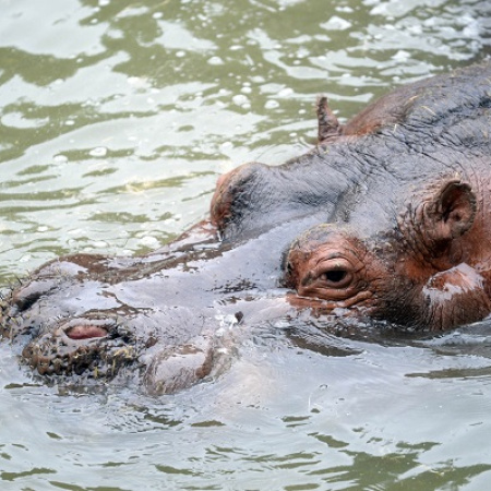 Fallecimiento de Hipólito, el hipopótamo del Bioparque